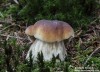 hřib smrkový (Houby), Boletus edulis, Boletaceae (Fungi)